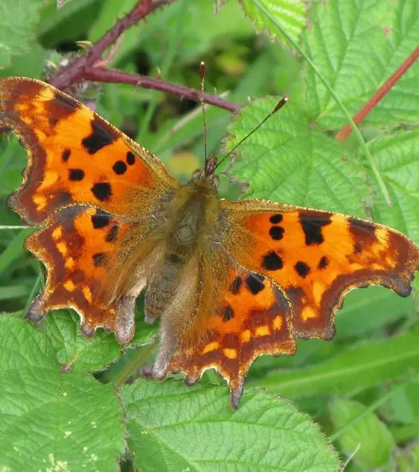 comma IMG_8723 comma IMG_8723