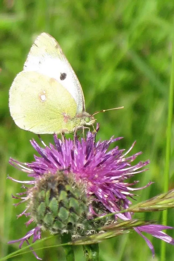 Colias croesius Colias croesius