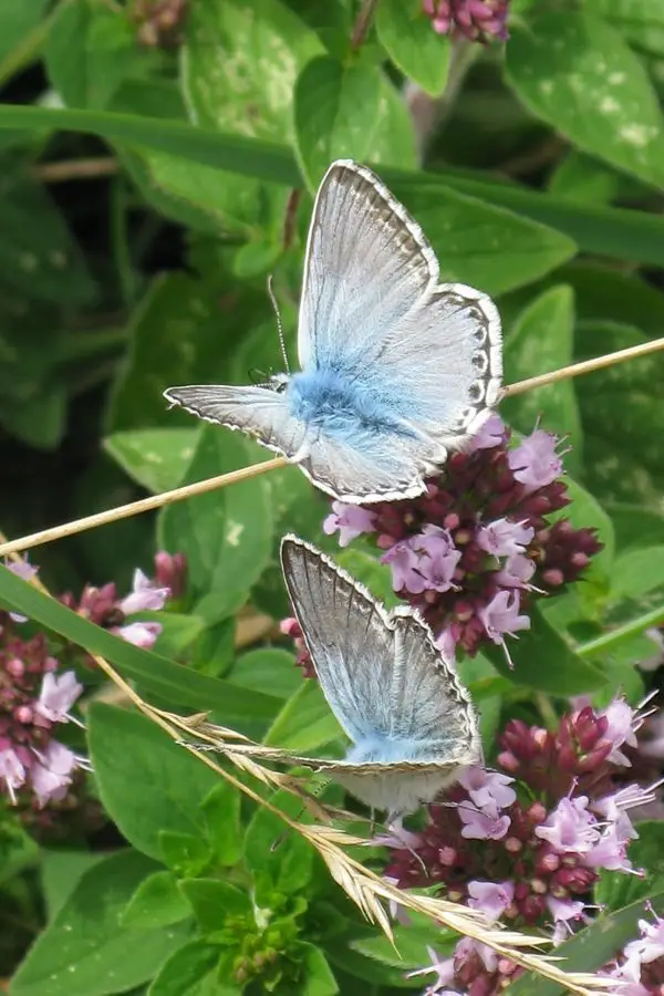 chalkhill blue IMG_2816 chalkhill blue IMG_2816
