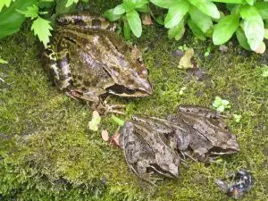 frogs IMG_6424 frogs IMG_6424
