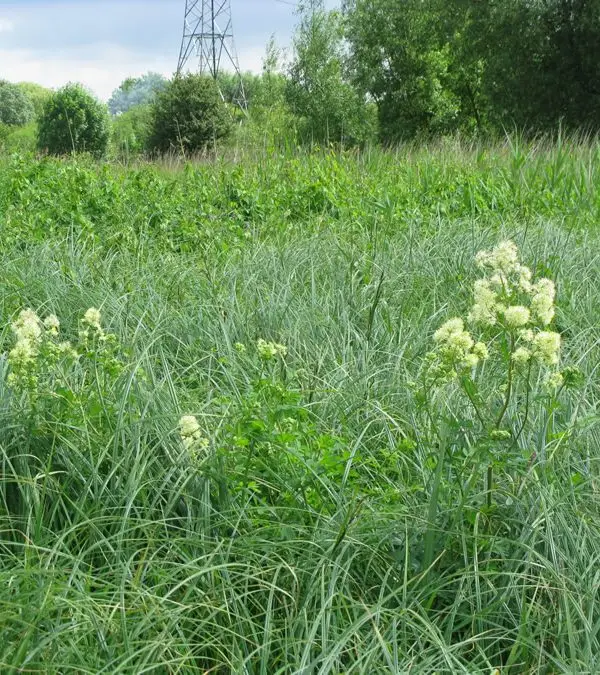 Meadow rue IMG_8699 Meadow rue IMG_8699