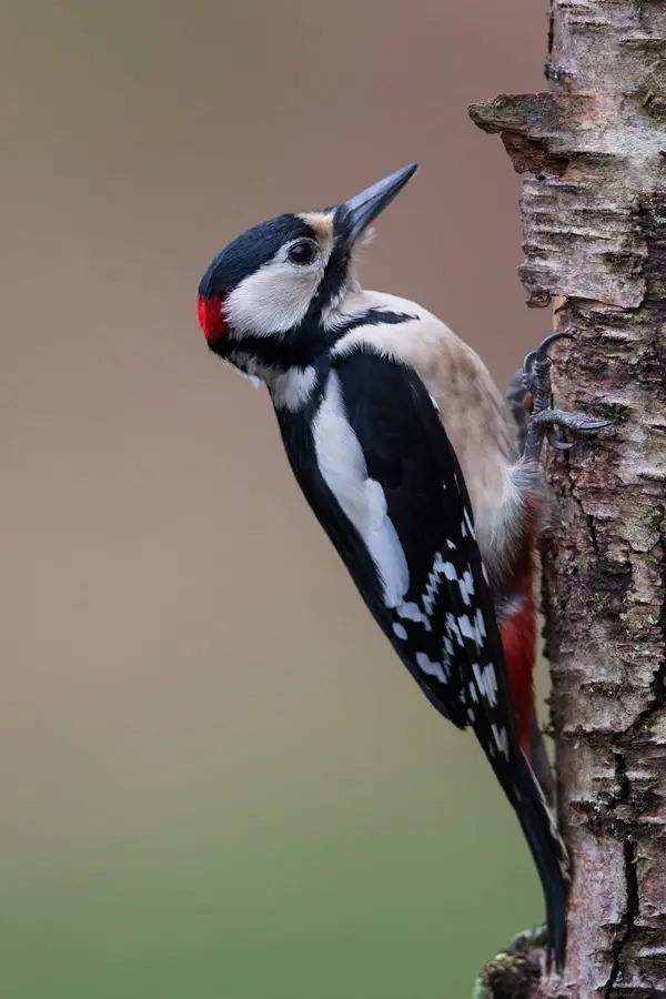 greater spotted woodpecker DX1_2377m2 greater spotted woodpecker DX1_2377m2