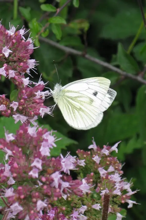 green-veined white IMG_2844 green-veined white IMG_2844