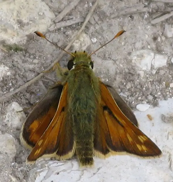 large skipper IMG_2835 large skipper IMG_2835