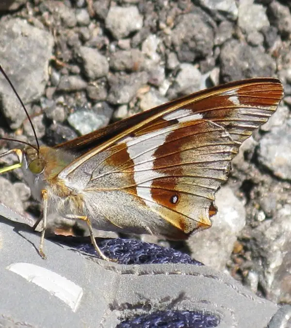 purple emperor IMG_1310 purple emperor IMG_1310