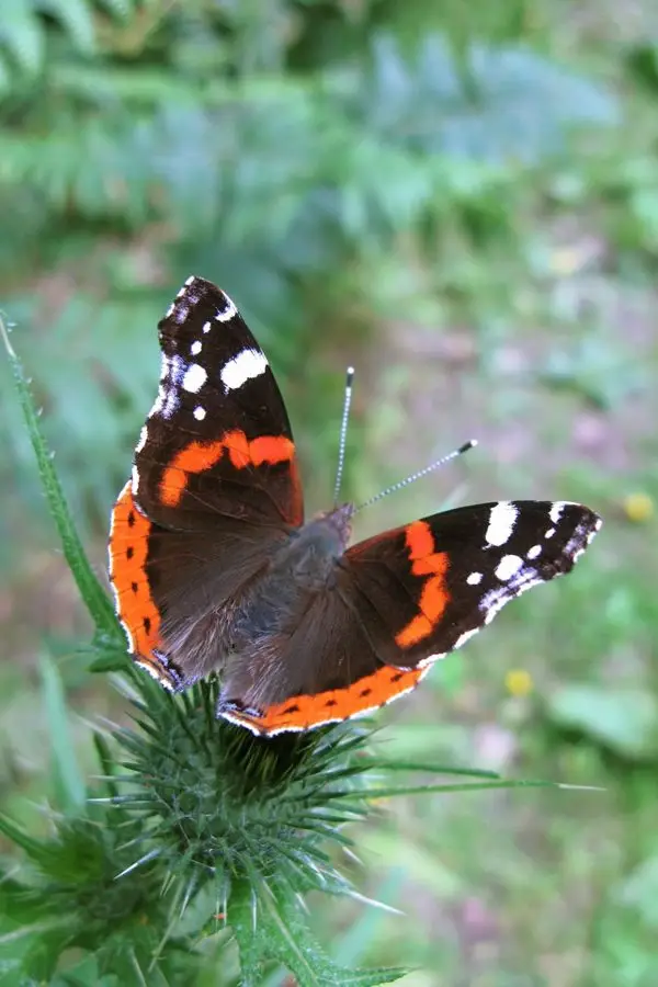 red admiral IMG_8708 red admiral IMG_8708