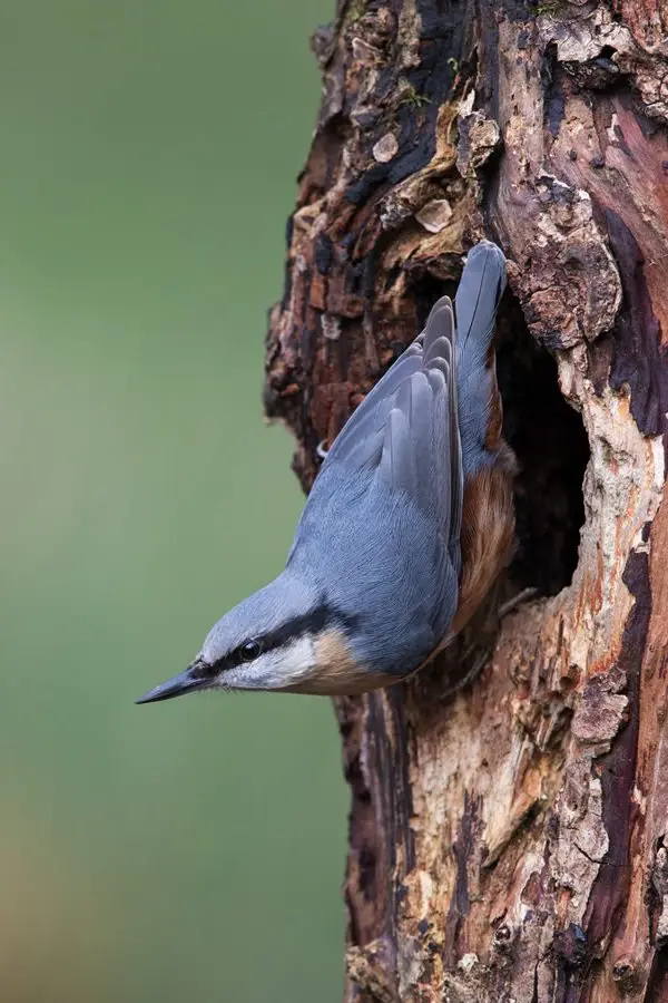 nuthatch DX1_3090m10x8 nuthatch DX1_3090m10x8