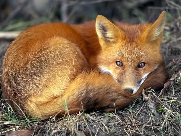 red-fox_679_600x450 red-fox_679_600x450