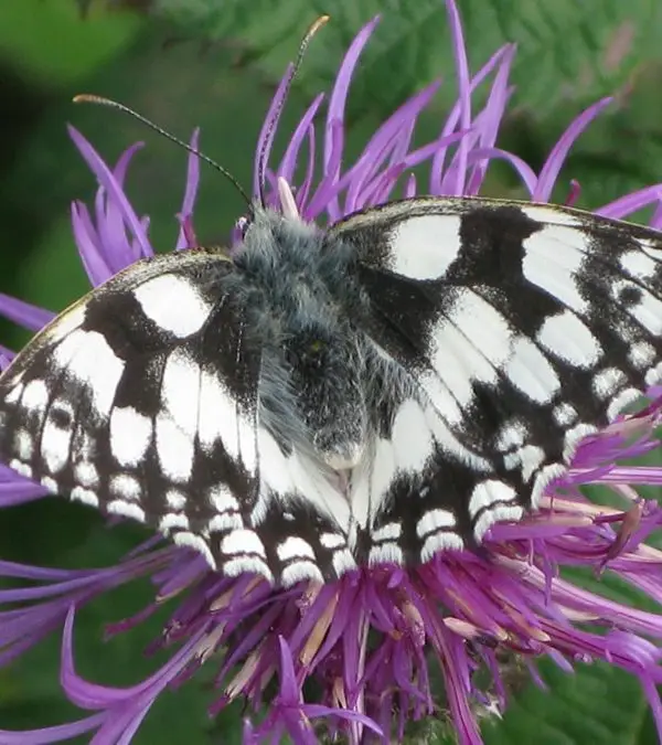 marbled white IMG_8727 marbled white IMG_8727