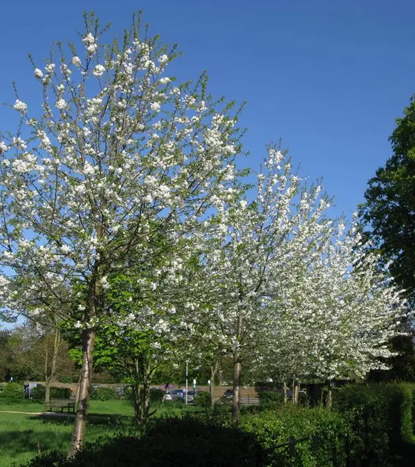 cherry Sunbury Park IMG_3819 cherry Sunbury Park IMG_3819