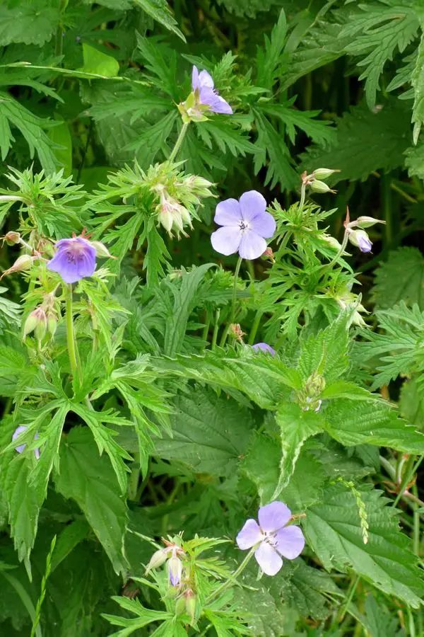 meadow cranesbill IMG_8684 meadow cranesbill IMG_8684
