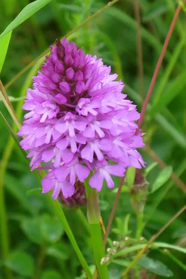 Pyramid orchid Chertsey meads IMG_8691 Pyramid orchid Chertsey meads IMG_8691