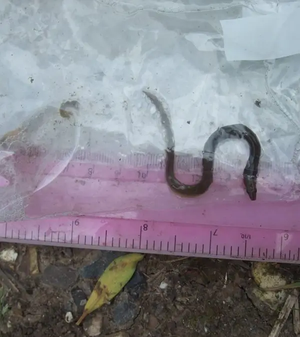 Eel Survey_2016 (6) Eel Survey_2016 (6)