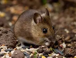 long-tailed field mouse-1 long-tailed field mouse-1