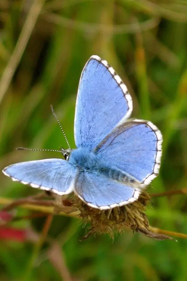 adonis blue IMG_2915 adonis blue IMG_2915