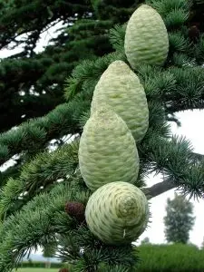 Lebanon cedar cones 400791_2730744782155_1063294046_2871651_2061679025_n Lebanon cedar cones 400791_2730744782155_1063294046_2871651_2061679025_n