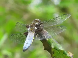 broad-bodied darter IMG_6423 broad-bodied darter IMG_6423