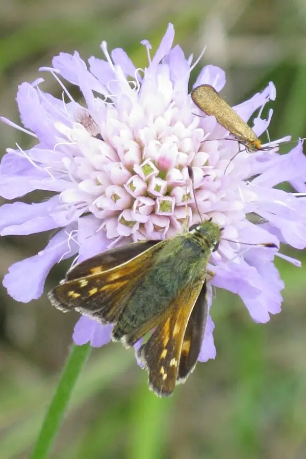 silver-spotted skipper (25) silver-spotted skipper (25)