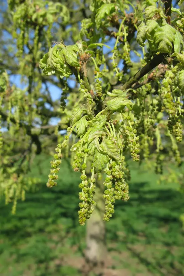 oak male catkins IMG_3805 oak male catkins IMG_3805