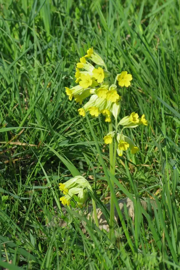 cowslip Orchard Meadow IMG_3816 cowslip Orchard Meadow IMG_3816