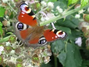 peacock IMG_2803 (1) peacock IMG_2803 (1)